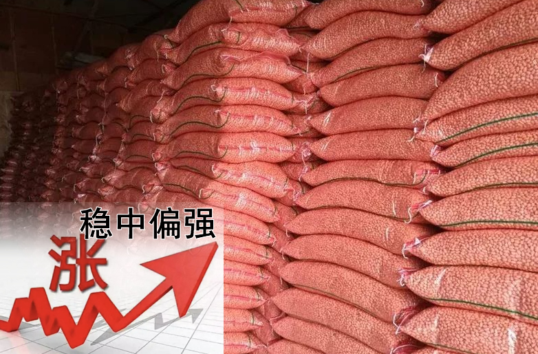 花生價(jià)格持續偏強，需要訂貨的請提前安排